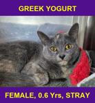 GREEK YOGURT